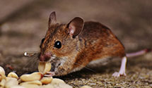 Find Exterminators in Washington County County